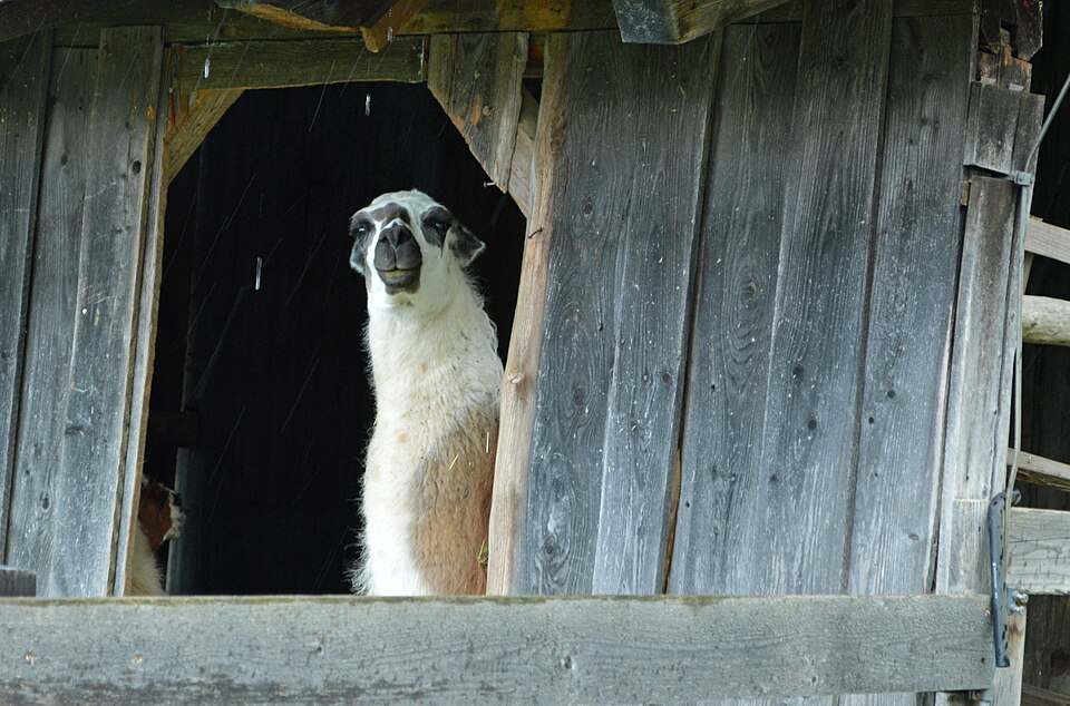File:Lama glama, Spittal an der Drau, Kärnten 02.JPG